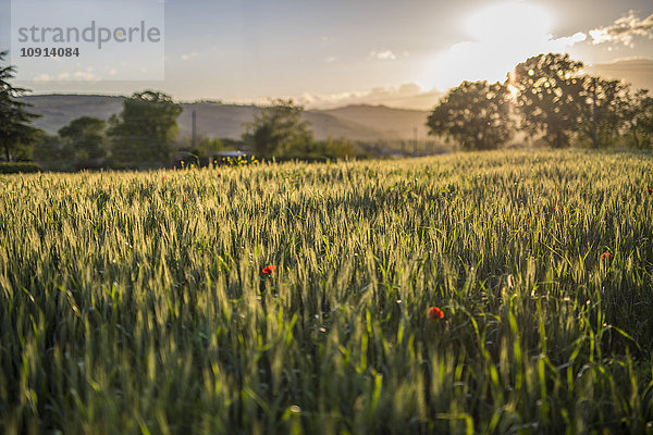 Italien  Umbrien  Gubbio  Sonnenuntergang auf Weizenfeldern
