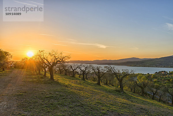 Italien  Umbrien  Trasimenischer See  Olivenhain auf den Hügeln bei Sonnenuntergang