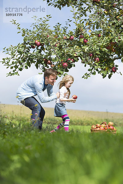 Kleines Mädchen und Vater pflücken Äpfel vom Baum