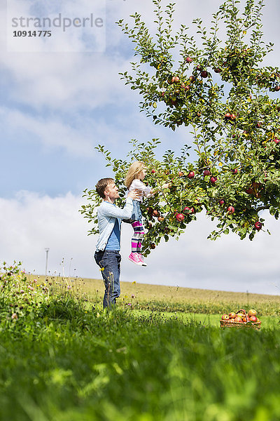 Kleines Mädchen und Vater pflücken Äpfel vom Baum