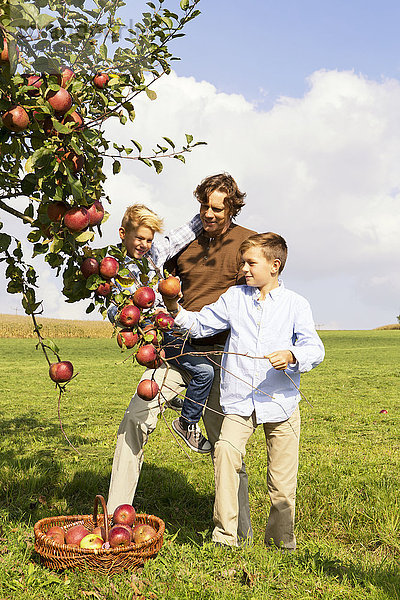 Vater mit zwei Söhnen bei der Apfelernte auf der Landwiese