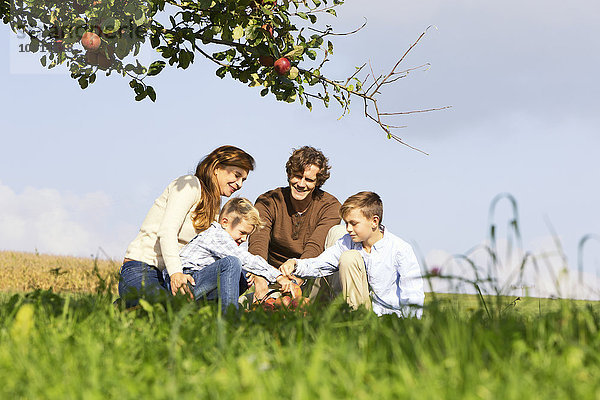 Familie erntet Äpfel auf der ländlichen Wiese