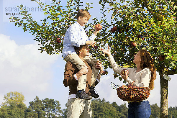 Familie pflückt Äpfel vom Baum