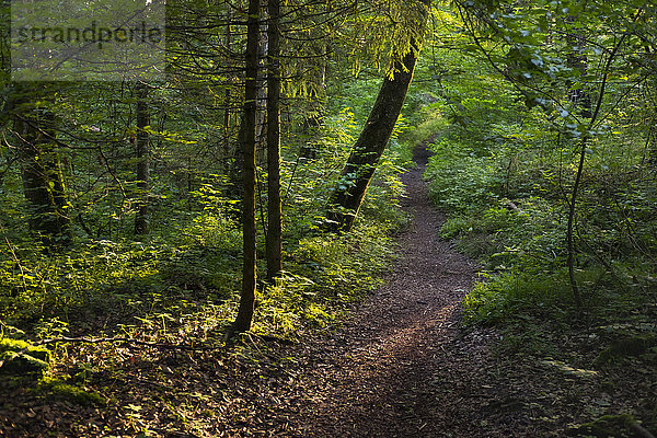 Deutschland  Oberbayern  Geretsried  Waldweg  Naturschutzgebiet Isarauen