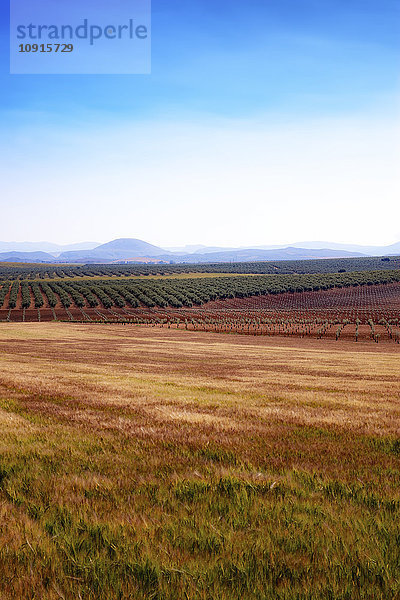 Spanien  Andalusien  Getreidefeld  Olivenhaine