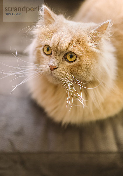 Porträt einer hellbraunen Katze zu Hause