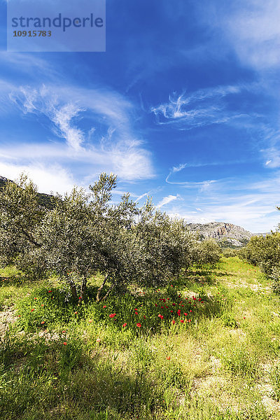 Spanien  Andalusien  Olivenplantage im Frühjahr