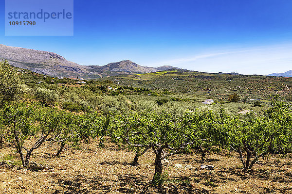 Spanien  Andalusien  Periana  Olivenplantage im Frühjahr