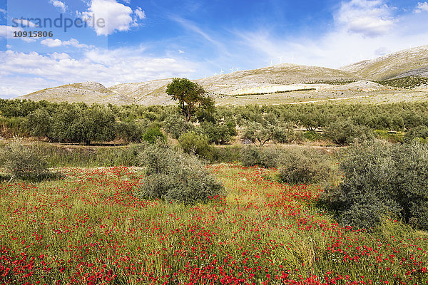 Spanien  Andalusien  Olivenhain  Olivenbäume und Mohn im Frühjahr