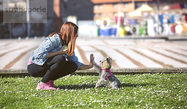 Junge Frau spielt mit ihrem Yorkshire Terrier auf einer Wiese