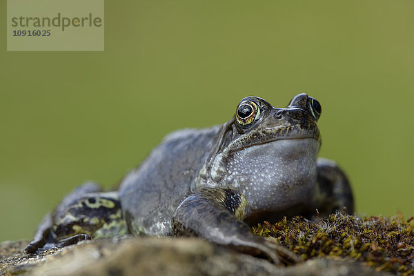 Porträt des gemeinen Frosches