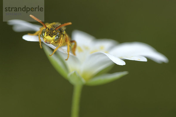 Nomada Goodeniana auf Blüte