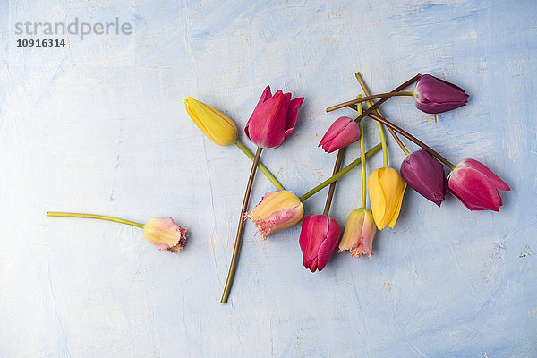 Verschiedene Tulpen auf hellblauem Grund