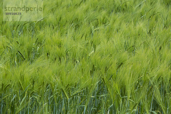 Deutschland  grünes Maisfeld