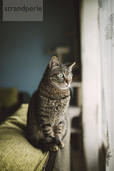 Porträt einer Katze  die auf der Rückenlehne der Couch sitzt und durchs Fenster schaut.