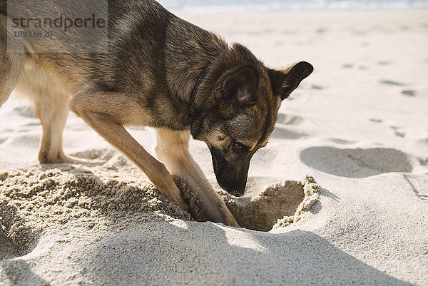 Mischlingshund beim Graben im Sand des Strandes