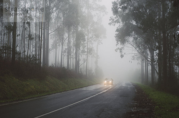 Spanien  Galizien  Ferrol  Straße in einem Wald mit Nebel  auf der Straße läuft ein Auto mit Beleuchtung