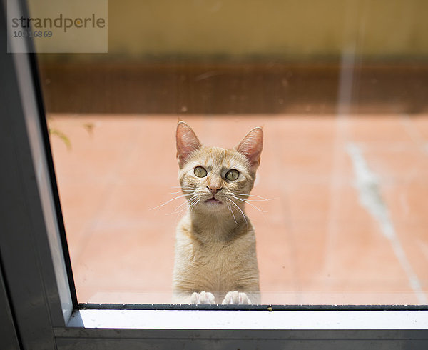 Portrait der Katze hinter der Fensterscheibe
