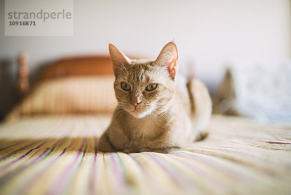 Portrait der auf dem Bett liegenden Katze