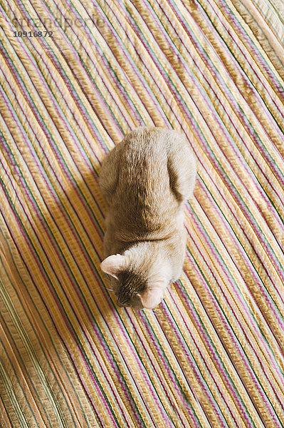 Katze auf gestreifter Decke liegend von oben gesehen