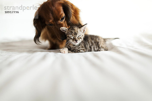 Langhaariger Dackel und Tabby-Kätzchen zusammen auf dem Bett