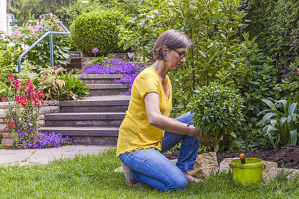 Frau bepflanzt Margerite im Garten
