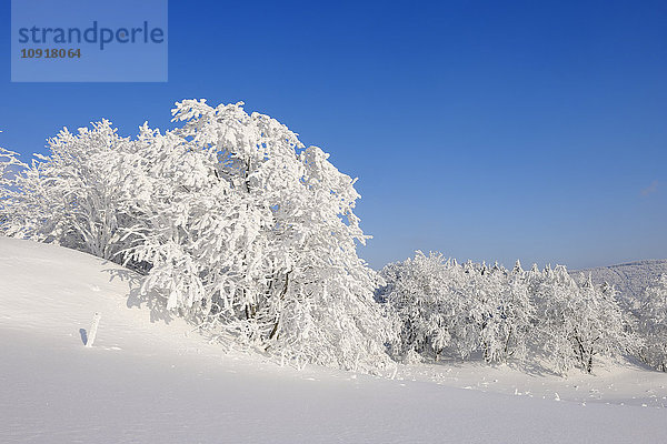 Deutschland  schneebedeckte Bäume in der Winterlandschaft