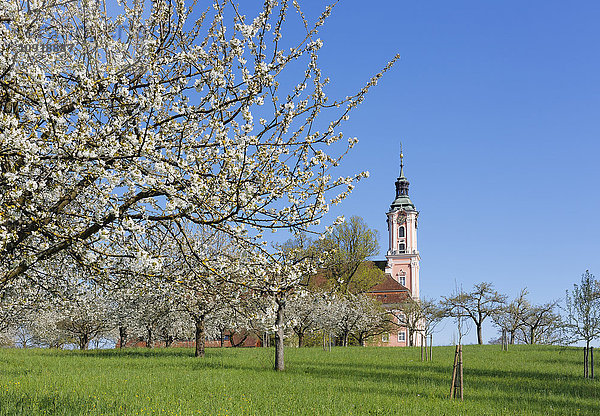 Deutschland  Birnau  Birnauer Basilika  blühender Kirschbaum im Vordergrund