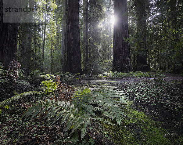 USA  Kalifornien  Redwood Nationalpark  Redwood