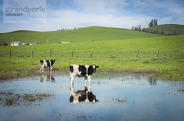 USA  Kalifornien  Kühe im Wasser stehend