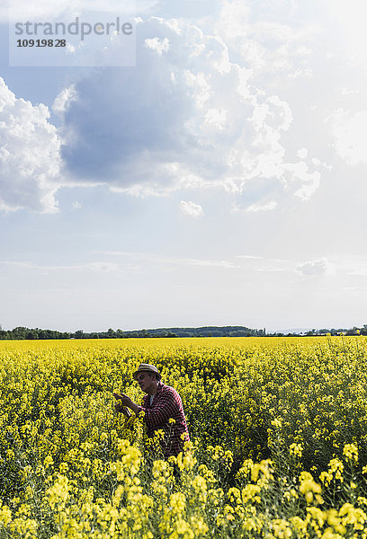 Landwirt im Feld bei der Untersuchung von Rapsblüten