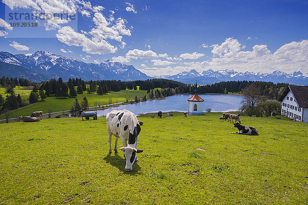 Deutschland  Ostallgäu  Füssen  Kühe auf der Weide bei Füssen