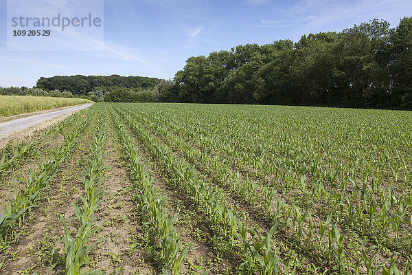 Deutschland  Feld mit jungen Maispflanzen  Zea mays