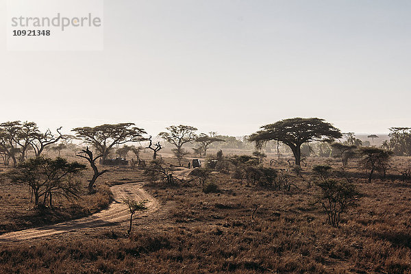 Bäume und Feldweg in ruhiger  sonniger Wüste  Serengeti  Tansania