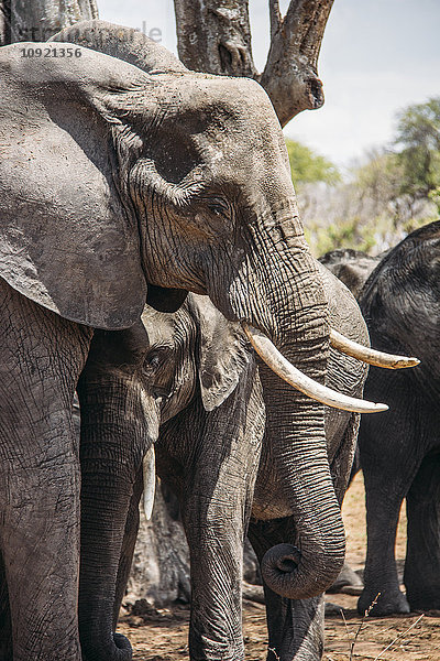 Mutter und Baby Elefant  Chobe Nationalpark  Botswana