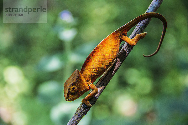 Nahaufnahme des Chamäleons am Ast  Madagaskar