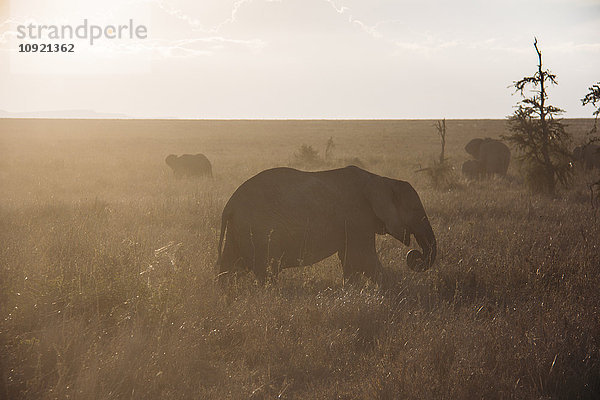 Elefantenwandern im Wüstengras  Serengeti  Tansania