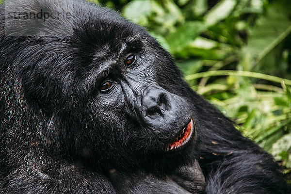 Nahaufnahme des Gorillas  Bwindi Impenetrable National Park  Uganda