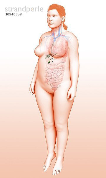 Weibliche Gallenblase  Illustration