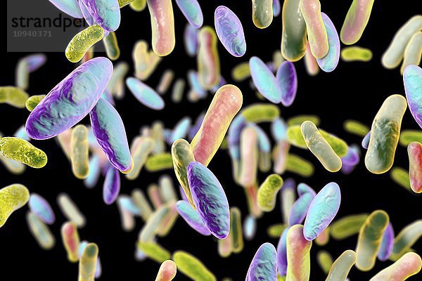 Stäbchenförmige Bakterien  Illustration