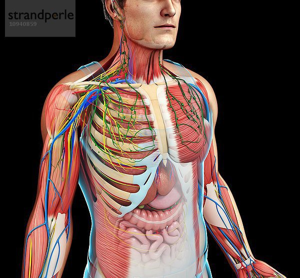 Männliche Anatomie  Illustration