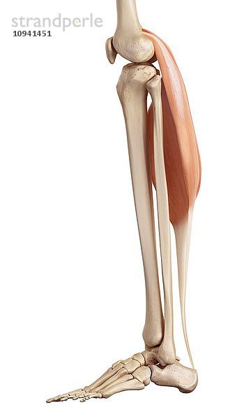 Menschliche Beinmuskeln