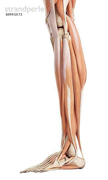 Menschliche Beinmuskeln