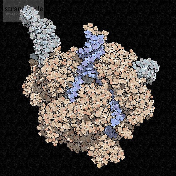 CRISPR-CAS9-Genbearbeitung  Illustration