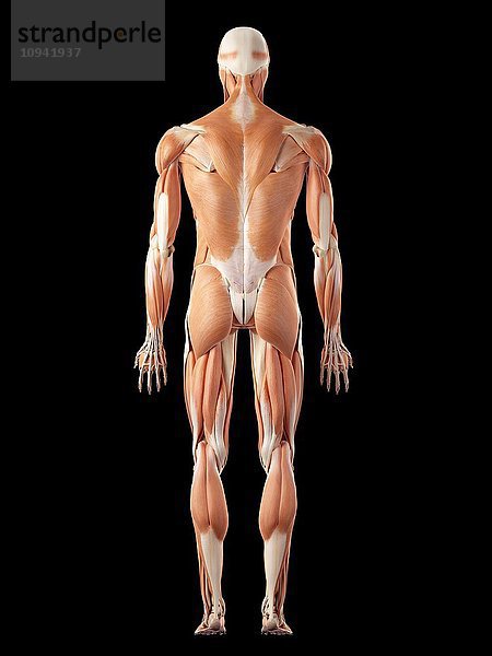 Die menschliche Muskulatur