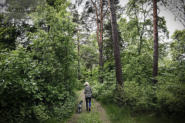 Rückansicht einer älteren Frau  die mit einem Hund inmitten von Bäumen spazieren geht.