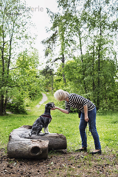 Seniorin streichelnder Hund stehend auf Stamm auf dem Feld