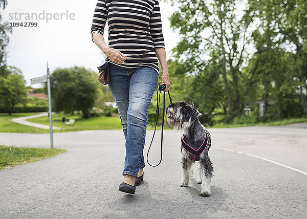 Niedriger Abschnitt der älteren Frau  die mit Hund auf der Straße spazieren geht