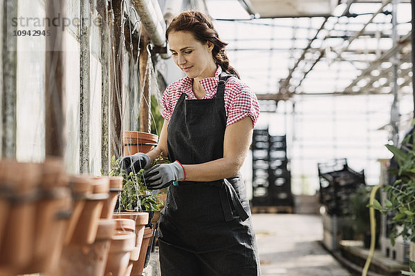 Frau kontrolliert Blätter  die auf Topfpflanzen im Gewächshaus wachsen