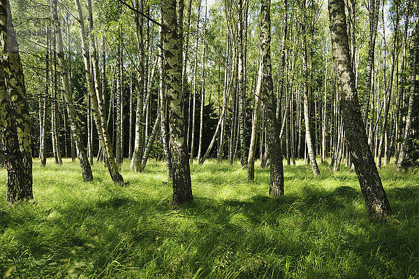 Baumstämme eines Birkenwaldes